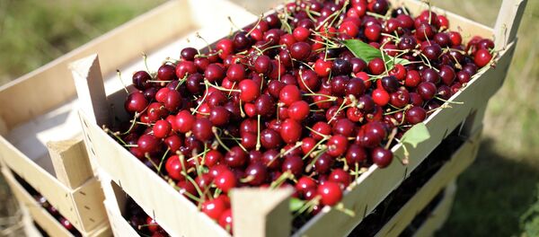 Сбор урожая черешни и вишни в Краснодарском крае - Sputnik Кыргызстан