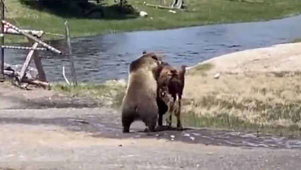 На видео попало смертельная схватка медведя и молодого бизона - Sputnik Кыргызстан