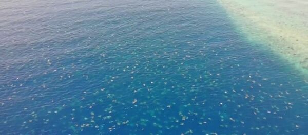 Басарга жер жок. Австралиядагы деңиз бетин, жээкти бербеген ташбакалардын видеосу - Sputnik Кыргызстан