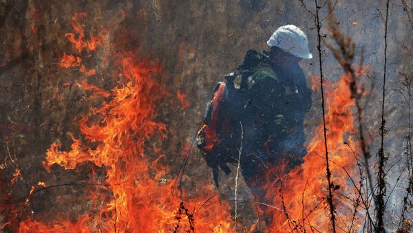 Сотрудник МЧС во время тушения лесного пожара. Архивное фото - Sputnik Кыргызстан