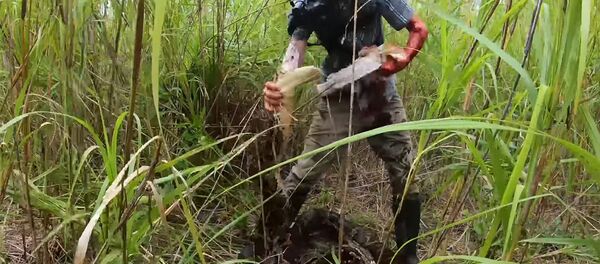 Кровавая битва американца с гигантским питоном — видео Кровавая битва американца с гигантским питоном — видео - Sputnik Кыргызстан