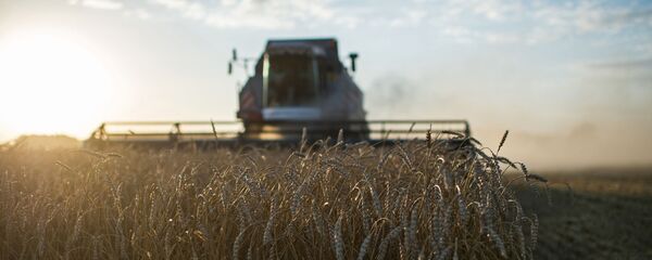 Сбор урожая пшеницы. Архивное фото - Sputnik Кыргызстан