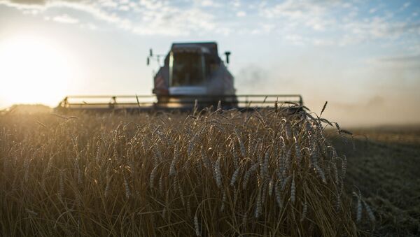 Сбор урожая пшеницы. Архивное фото - Sputnik Кыргызстан