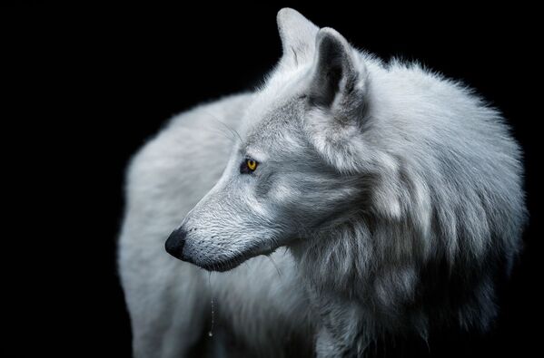 Снимок  Arctic Wolf испанского фотографа Pedro Jarque Krebs, занявший первое место в категории Animals/Pets конкурса 2020 Creative Photo Awards - Sputnik Кыргызстан