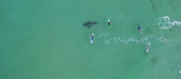 Артын карабай качты. Акулага капыстан туш келген спортчулардын видеосу - Sputnik Кыргызстан