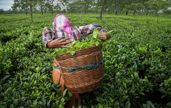 Сбор чайных листьев в Индии - Sputnik Кыргызстан