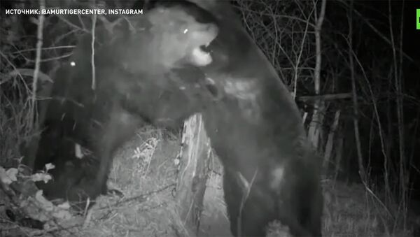Два медведя устроили разборки на границе России и Китая — видео - Sputnik Кыргызстан