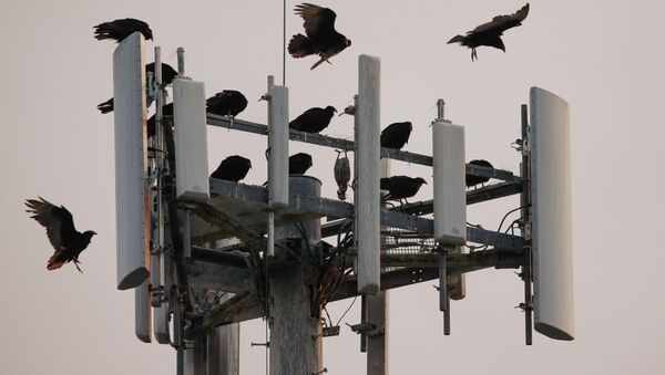 Птицы сидят на вышке сотовой связи. Архивное фото - Sputnik Кыргызстан