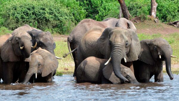 Cлоны в национальном парке Чобе в Ботсване. Архивное фото - Sputnik Кыргызстан