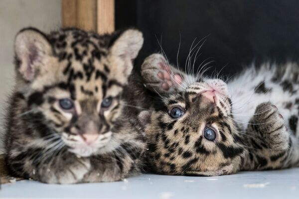 Детеныши леопарда в зоопарке Мюлуз, Франция - Sputnik Кыргызстан