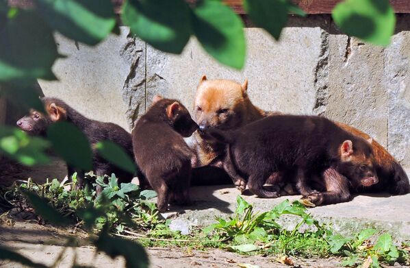 Самка кустарниковой собаки по кличке Фрея со своими детенышами в вольере Московского зоопарка - Sputnik Кыргызстан