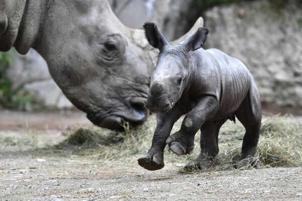 Маленький носорог в зоопарке в Зальцбурге, Австрия - Sputnik Кыргызстан