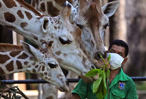 Работник зоопарка во время кормления жирафов в Джакарте, Индонезия  - Sputnik Кыргызстан