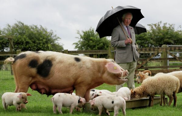 Фермерские парки по разведению породистых свиней в Великобритании - Sputnik Кыргызстан