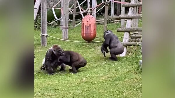 Самец гориллы спас детеныша, едва не раздавленного дерущимися самками. Видео - Sputnik Кыргызстан